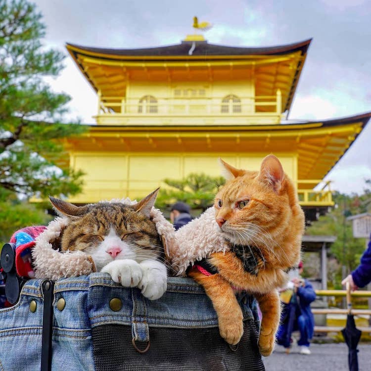 Gatos de viaje en Japón