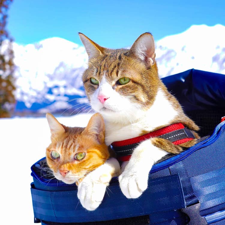 Gatos viajando por Japón