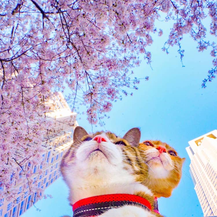 Gatos viajeros en Japón
