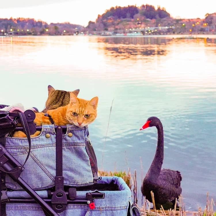 Gatos viajando por Japón