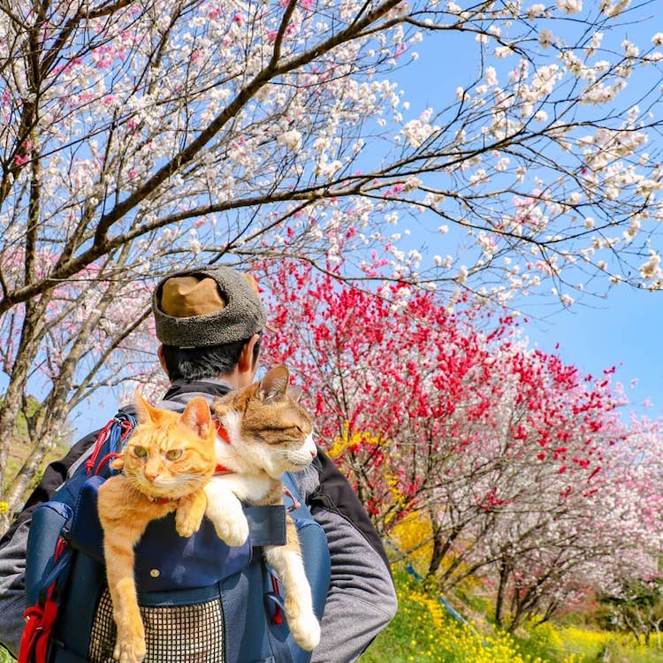 Gatos viajeros por Japón