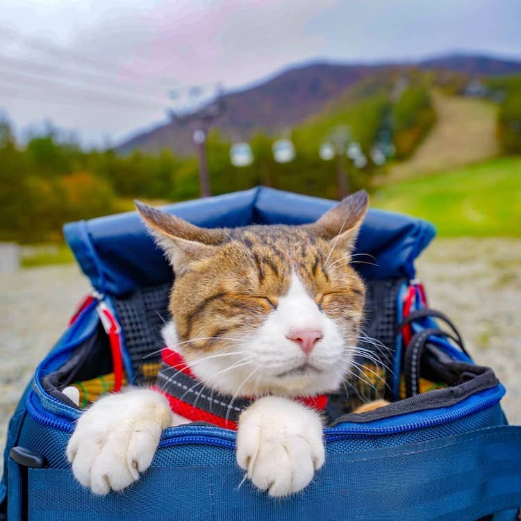 travelling with cat