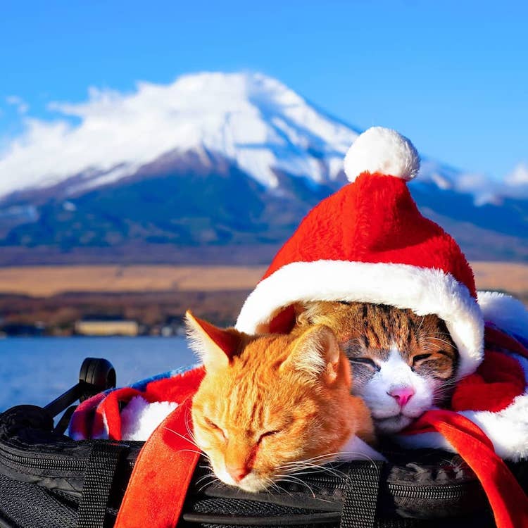 Gatos que viajan por Japón