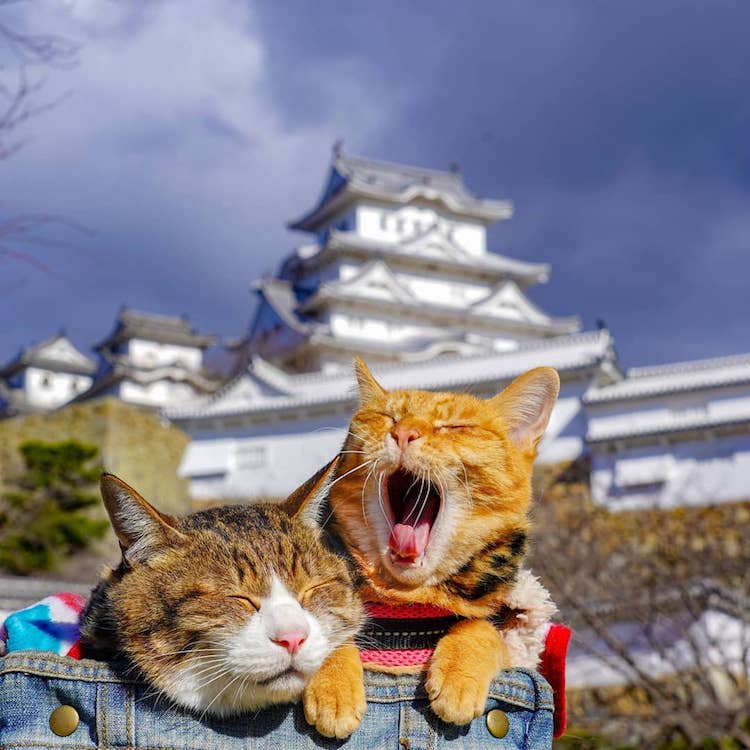 Gatos que viajan por Japón