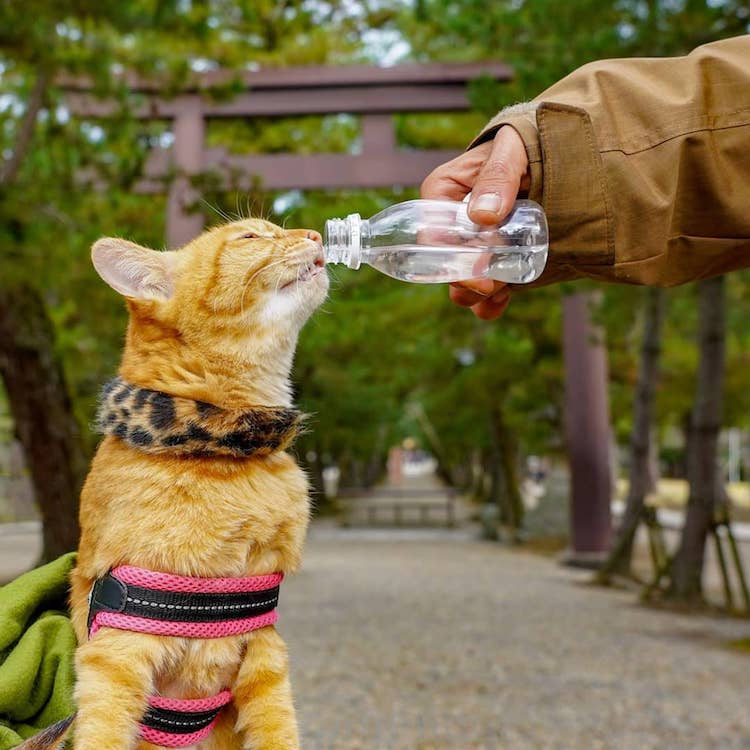 Gatos viajando por Japón