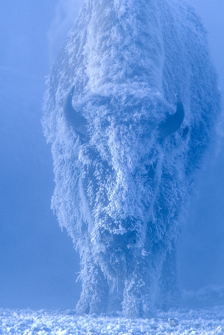 Bison Covered in Snow