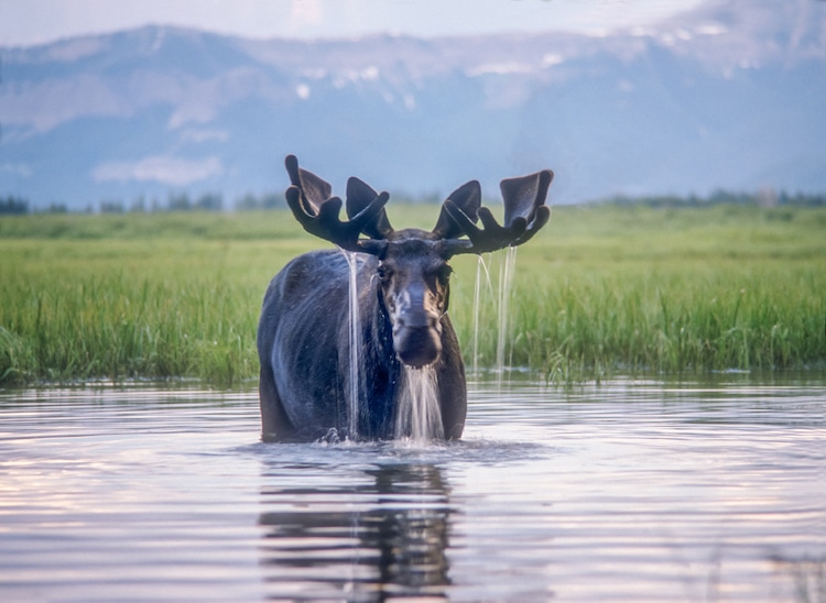 Moose feeding along Beaverdam Creek