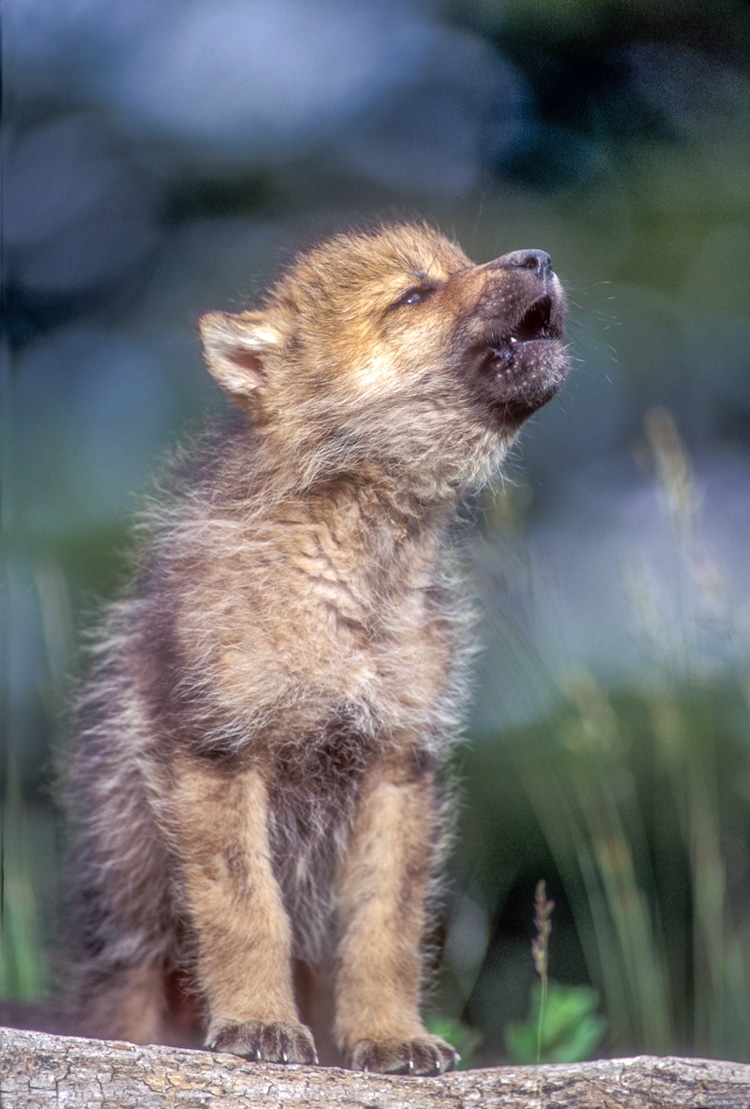Howling wolf pup