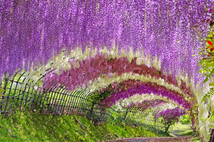 Nature Tunnel of Wisteria Tree