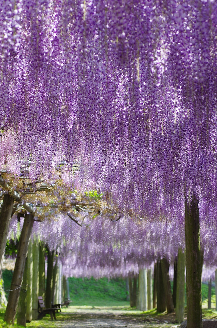 Wisteria Tunnels in Japan