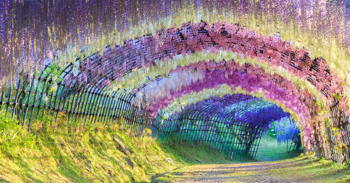 10+ Wisteria Tree Tunnels You Can Only Find in Japan