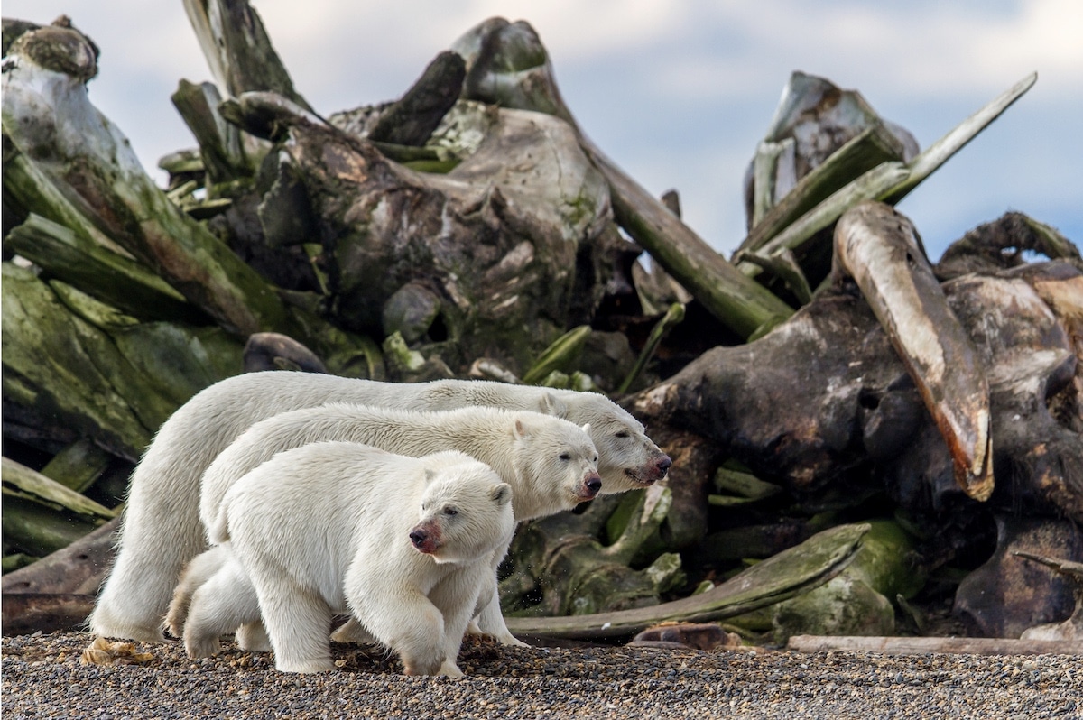 Polars Bears Feeding