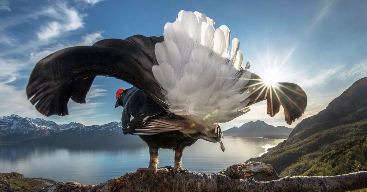 2019 Winners of the BigPicture Natural World Photography Competition