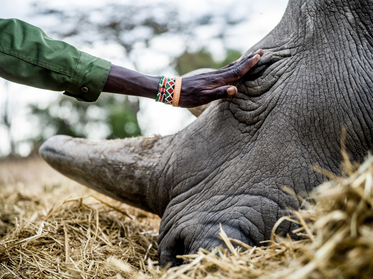 Last Female Northern White Rhinos at Ol Pejeta Conservancy in Kenya