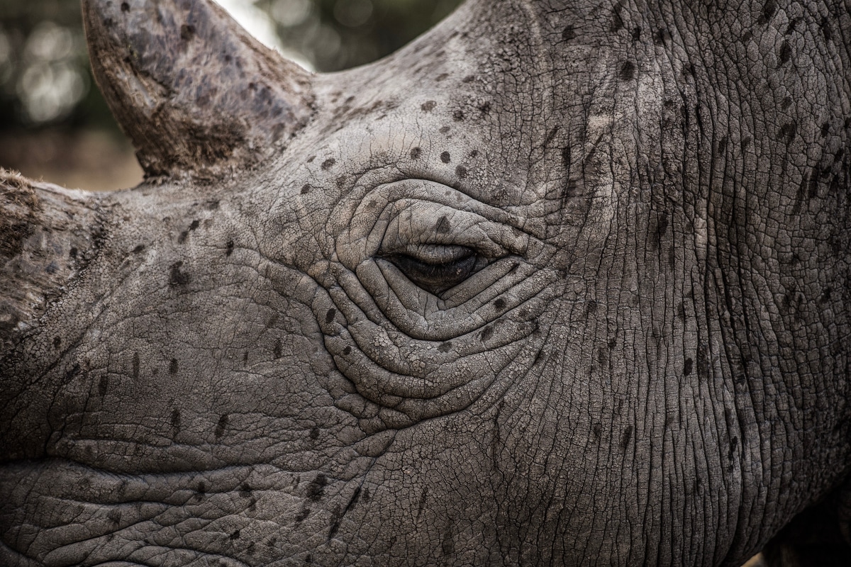 Female Northern White Rhino