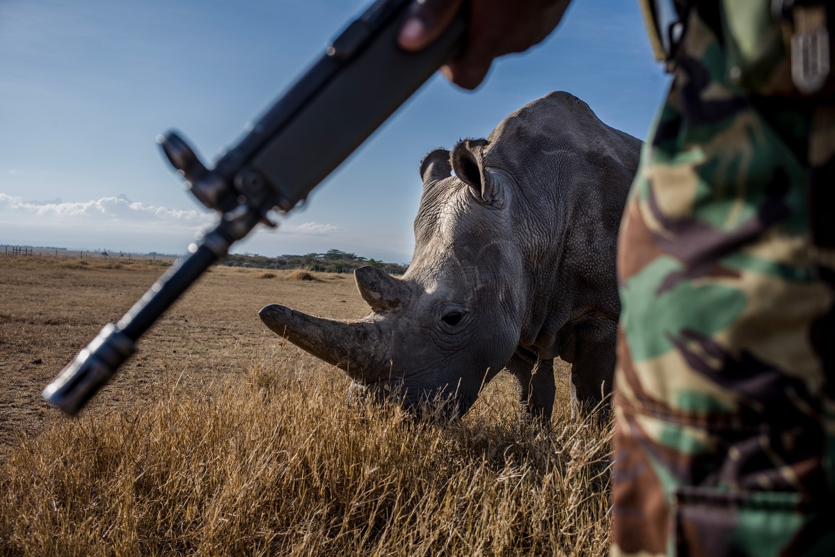 Northern White Rhino Conservation