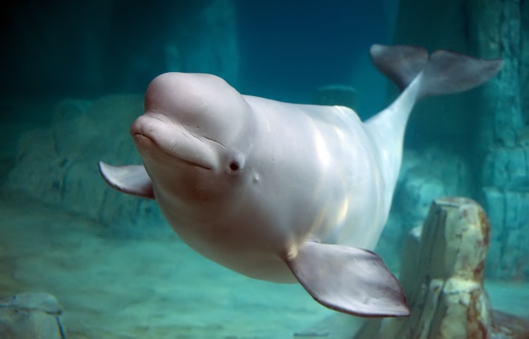 Beluga Whale Swimming Undersea