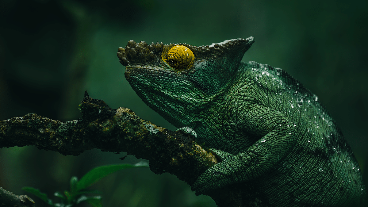 Reptile in Madagascar