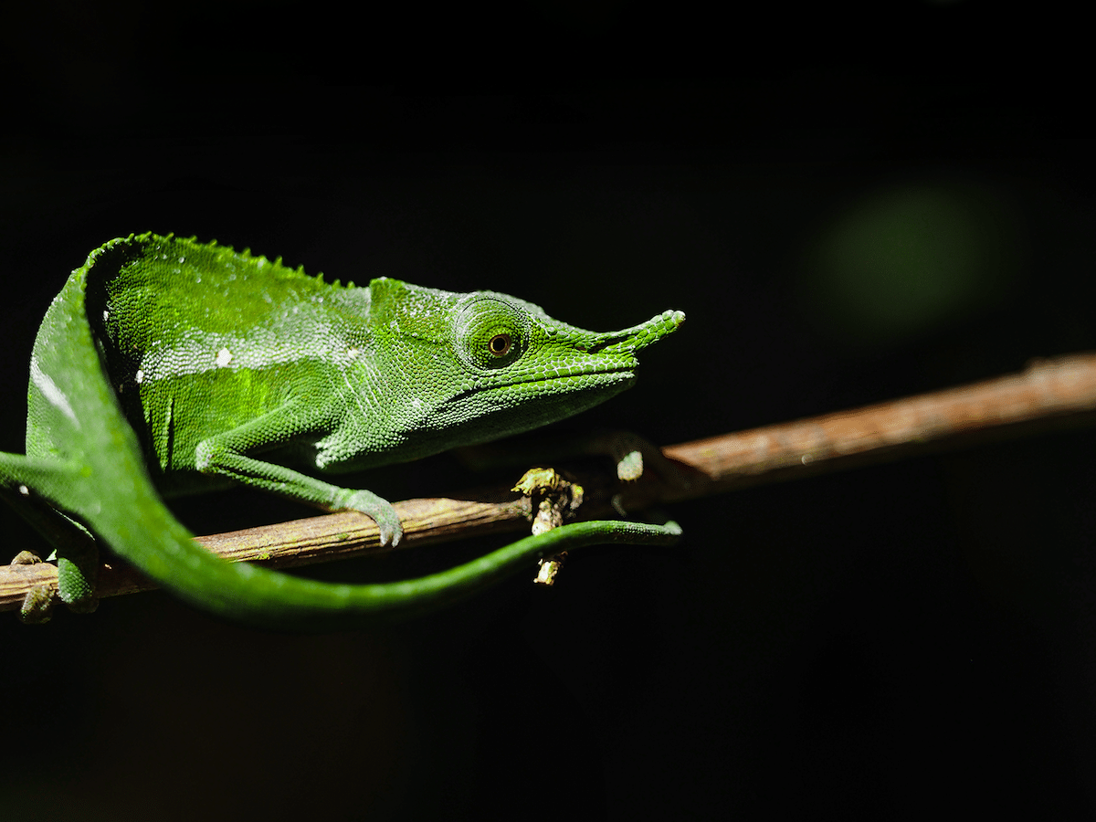 Chameleon in Madagascar