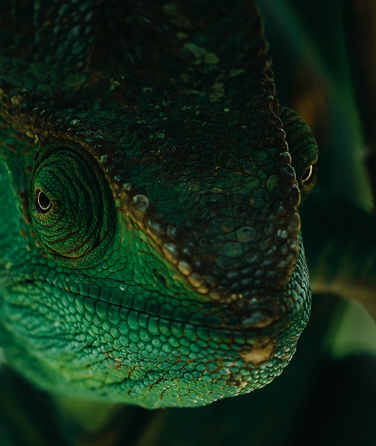 Close Up Portrait of a Reptile from Madagascar