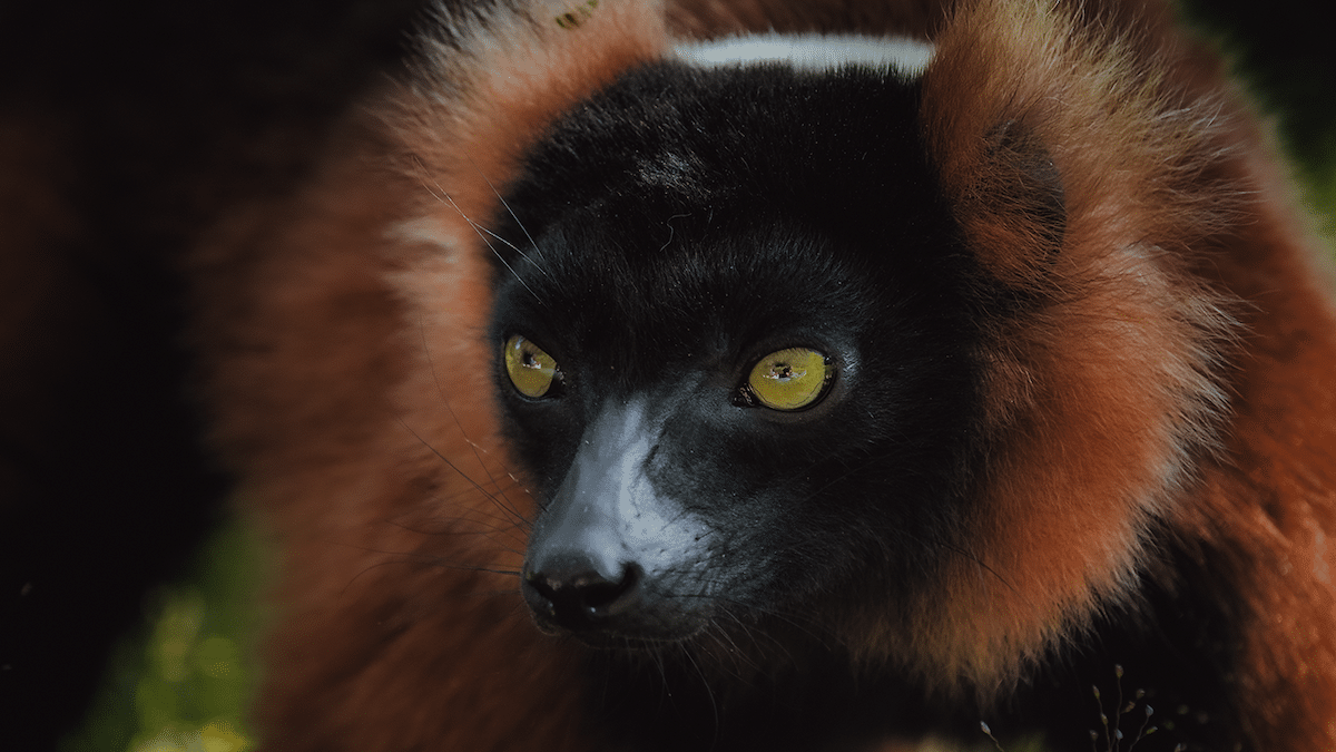 Exotic Animal in Madagascar