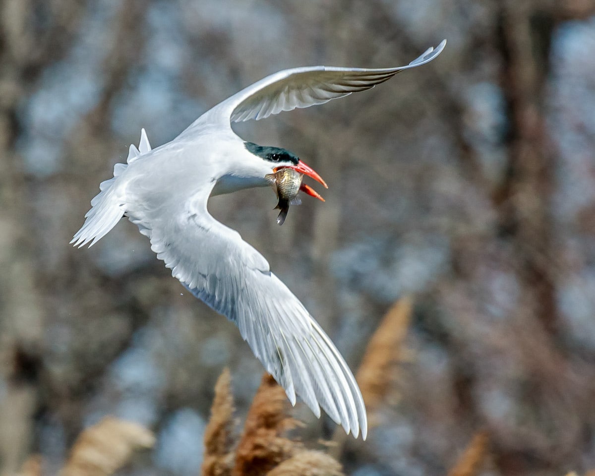 Fotos de aves por Steve Biro