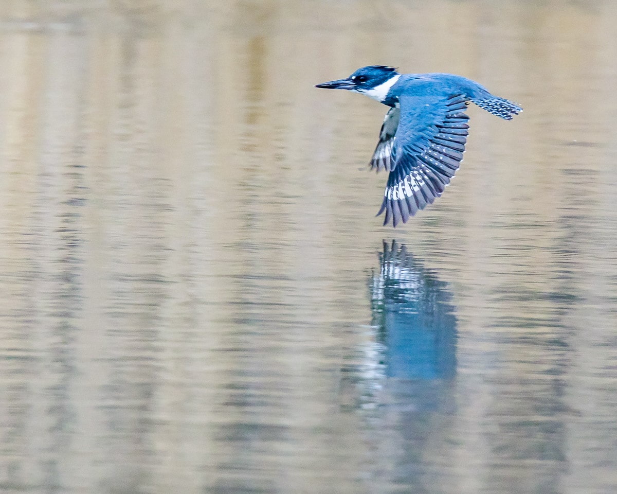 Fotos de aves por Steve Biro