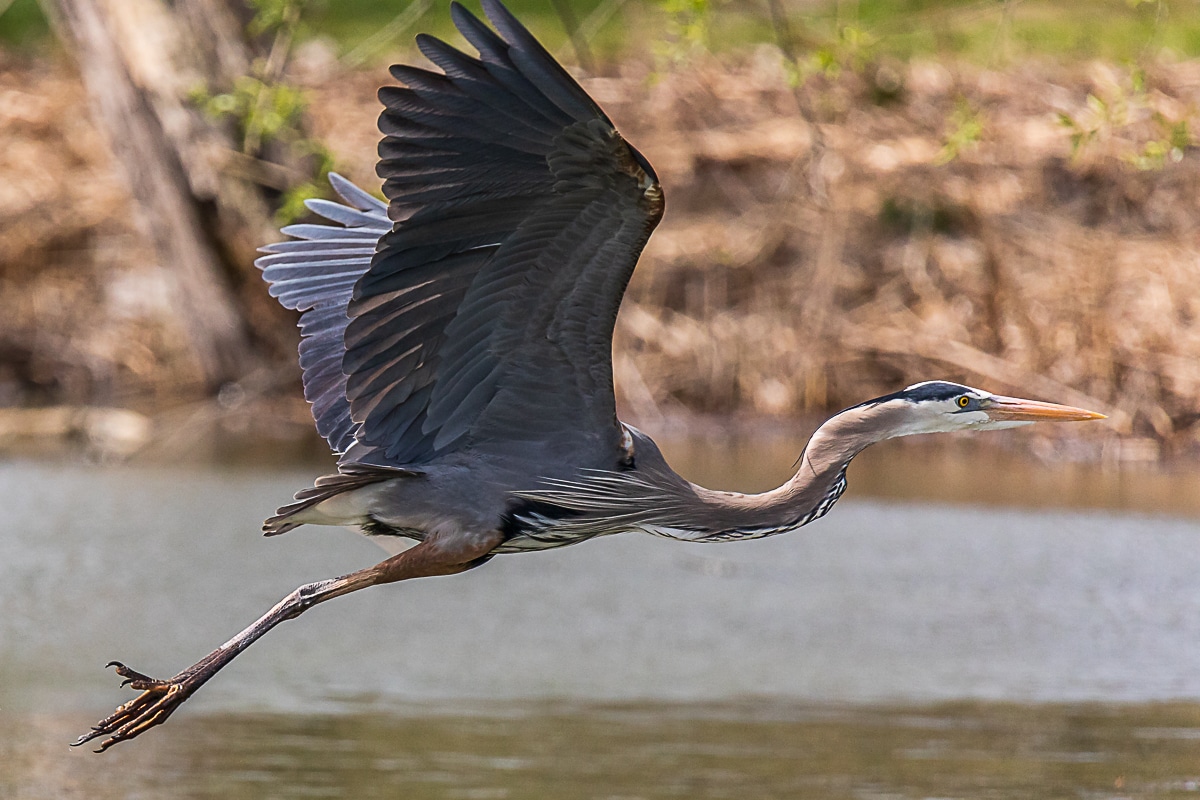 Flying Heron by Steve Biro