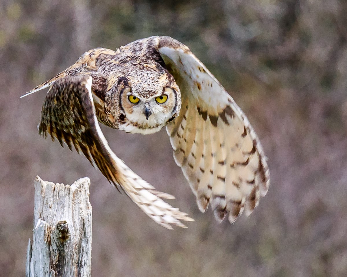 Flying Owl Photo by Steve Biro