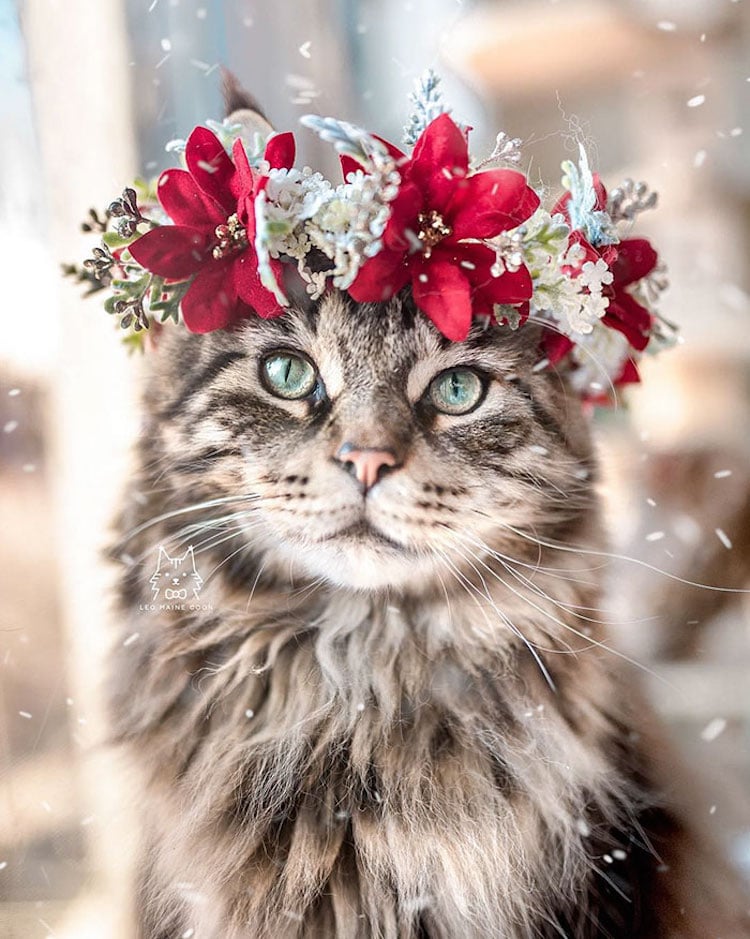 Corona de flores para mascotas por Freya’s Floral Company
