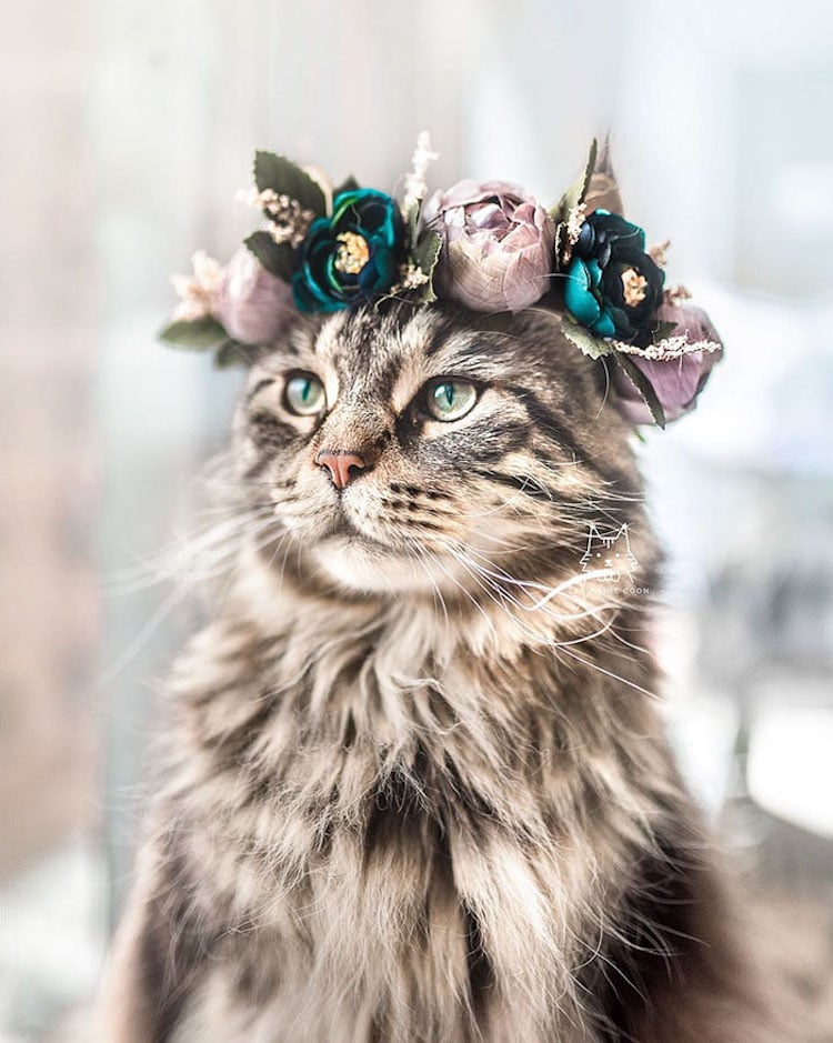 Flower Crown Pet Accessories by Freya’s Floral Company