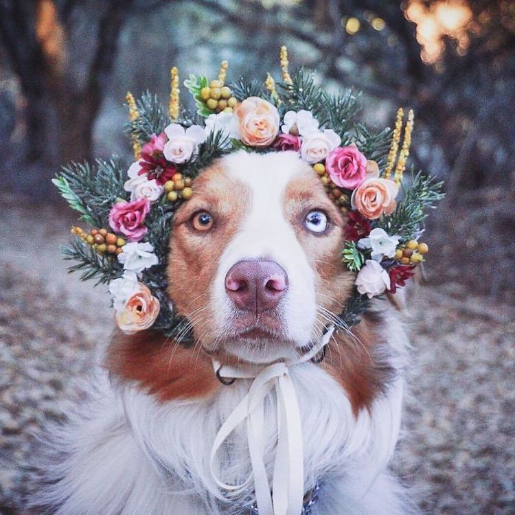 Coronas de flores para perros por Freya’s Floral Company