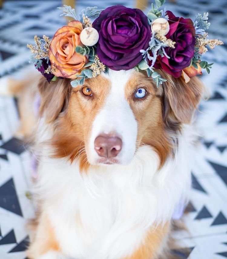 Corona de flores para perros por Freya’s Floral Company