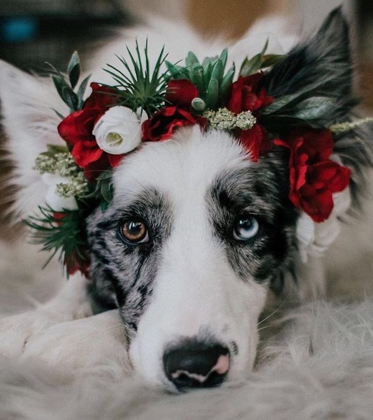 Flower Crown Pet Accessories by Freya’s Floral Company