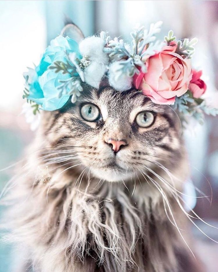 Coronas de flores para gatos por Freya’s Floral Company
