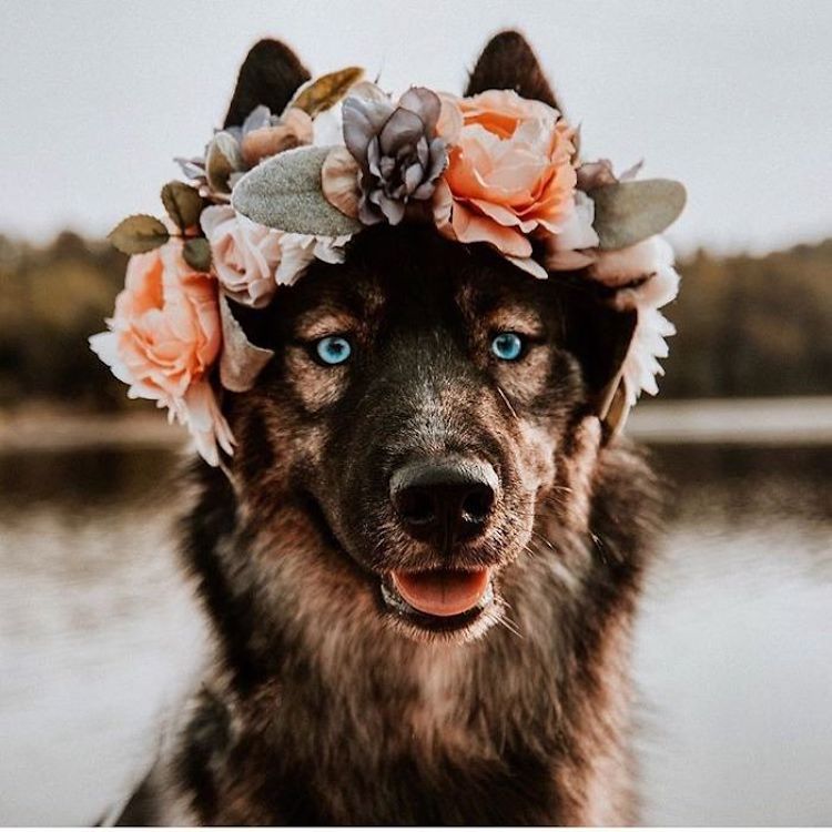 Corona de flores para mascotas por Freya’s Floral Company