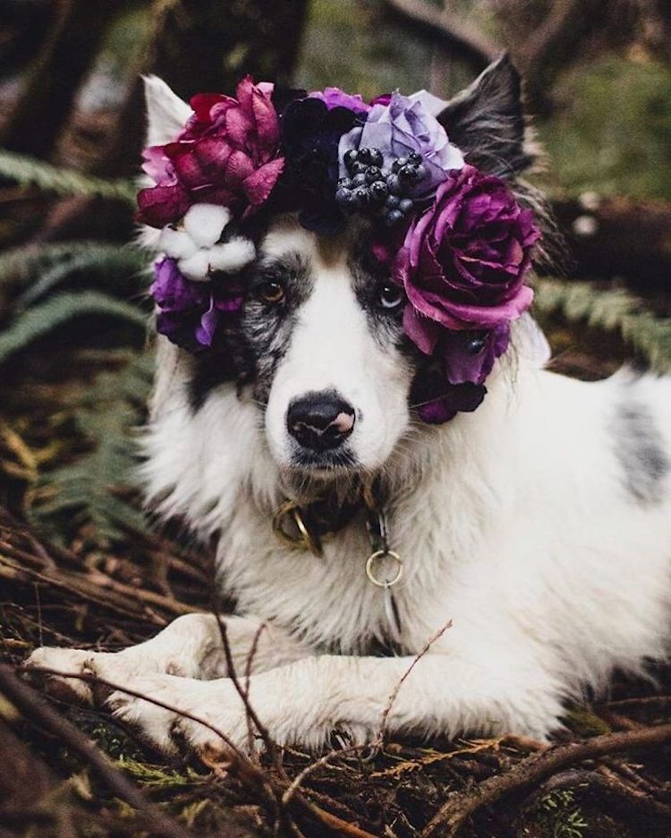 Coronas de flores para mascotas por Freya’s Floral Company