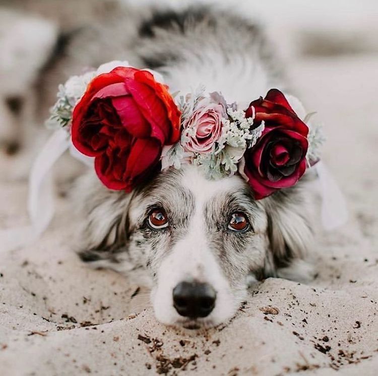 Coronas de flores para mascotas por Freya’s Floral Company