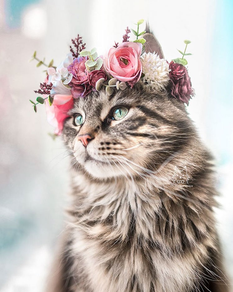 Gato con corona de flores por Freya’s Floral Company