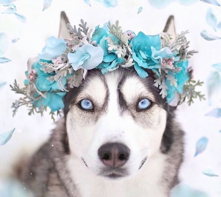 Coronas de flores para animales por Freya’s Floral Company