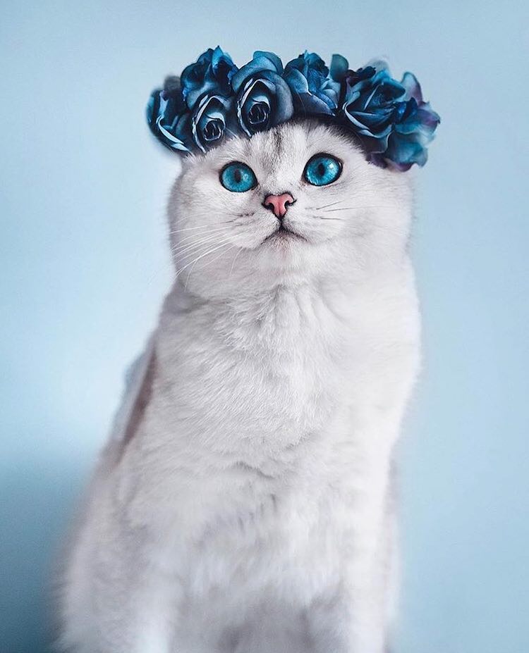 Flower Crown Pet Accessories by Freya’s Floral Company