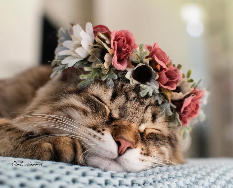 Coronas de flores para gatos por Freya’s Floral Company