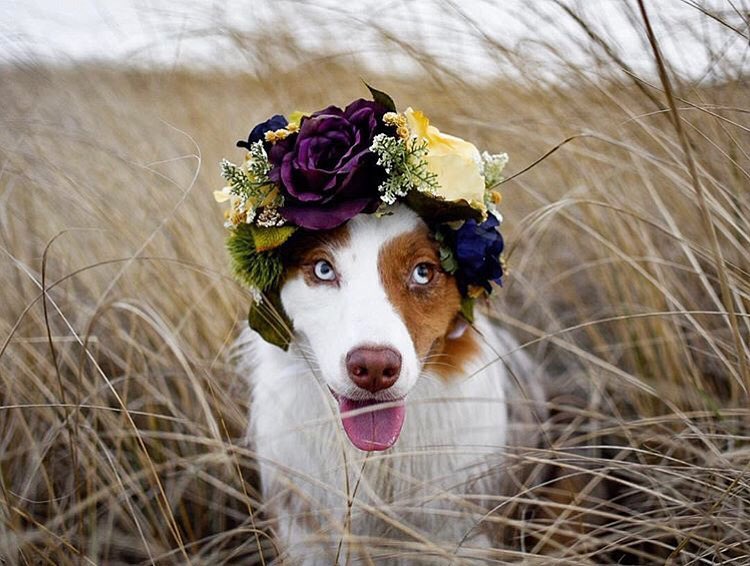 Flower Crown Pet Accessories by Freya’s Floral Company