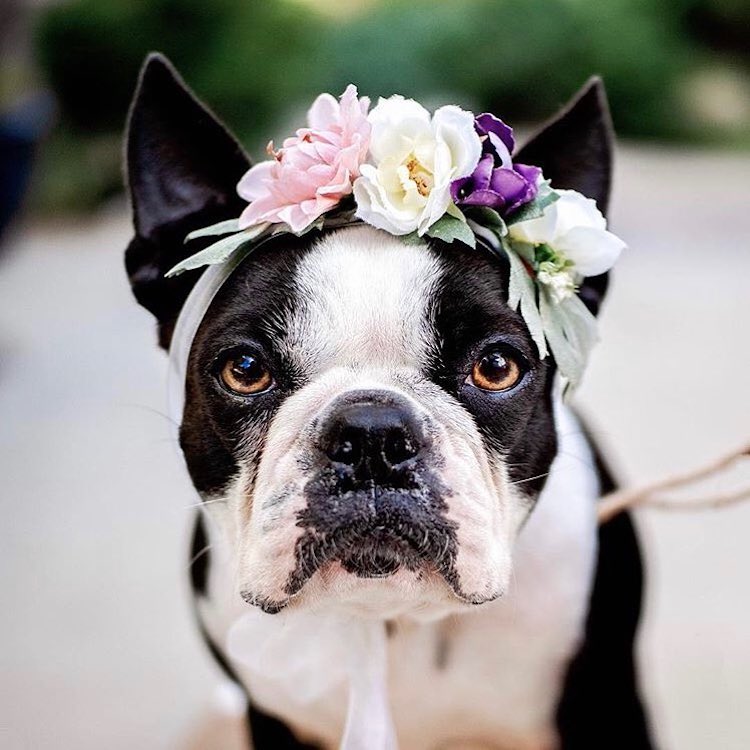 Coronas de flores para perros por Freya’s Floral Company