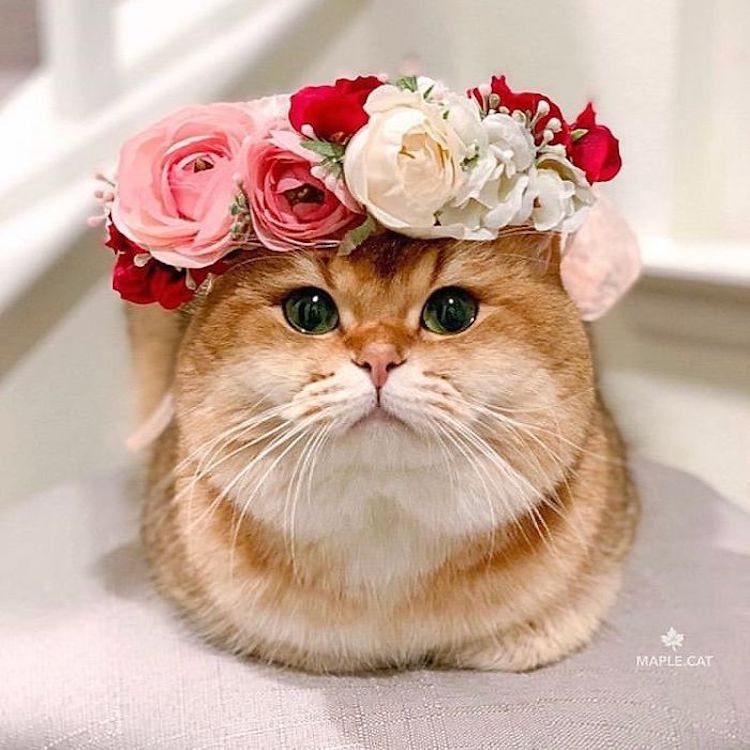 Flower Crown Pet Accessories by Freya’s Floral Company
