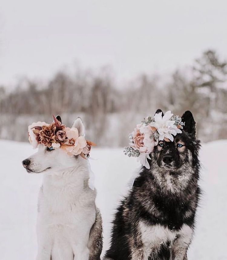 Flower Crown Pet Accessories by Freya’s Floral Company