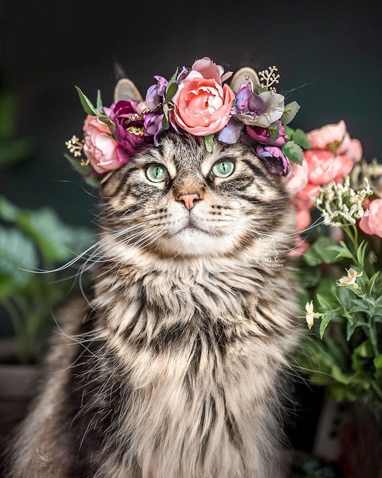 Flower Crown Pet Accessories by Freya’s Floral Company