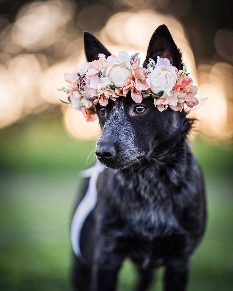 Coronas de flores para animales por Freya’s Floral Company