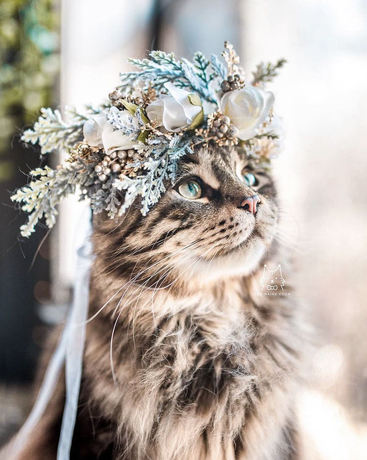 Flower Crown Pet Accessories by Freya’s Floral Company