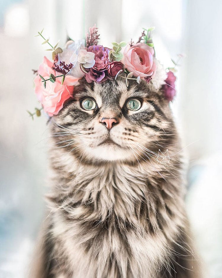 Coronas de flores para animales por Freya’s Floral Company